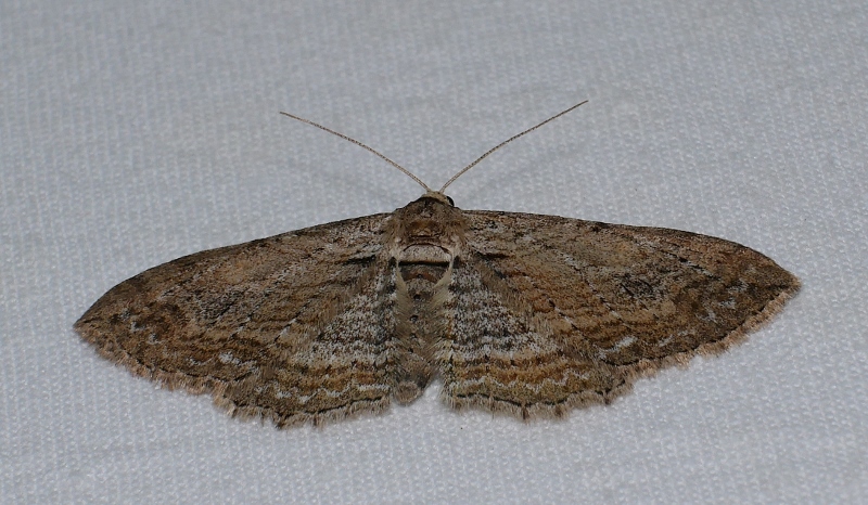Geometridae: Horisme cfr. tersata
